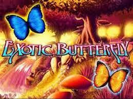 Exotic Butterfly