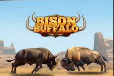 Bison vs Buffalo